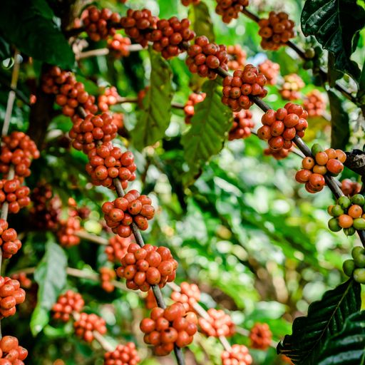 Vietnamese Da Lat SHG Robusta Honey Process Green Coffee Beans from Mercon Specialty