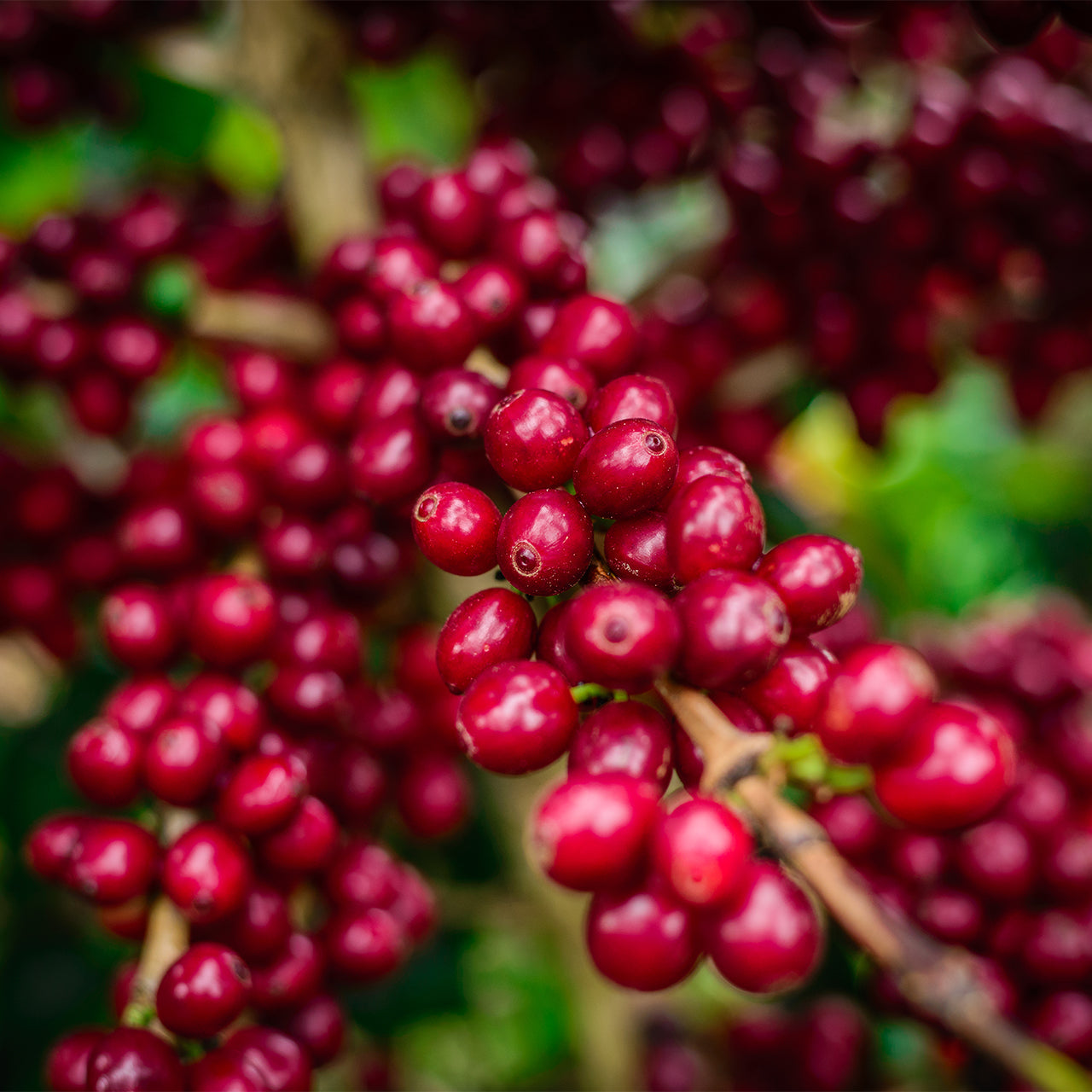 Vietnamese Lotus Da Lat SHG LIFT Green Coffee Beans from Mercon Specialty