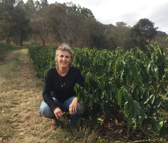 Marjorie Pereira Sitio Ipe Honey ML